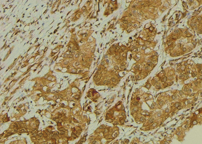 Phospho-SLC22A8 (Ser4) Antibody in Immunohistochemistry (Paraffin) (IHC (P))