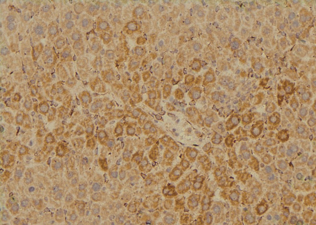 Phospho-SLC22A8 (Ser4) Antibody in Immunohistochemistry (Paraffin) (IHC (P))