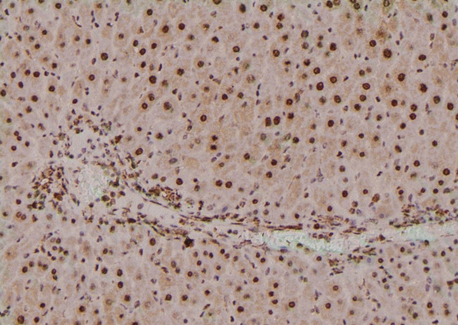 Phospho-SETD8 (Ser100) Antibody in Immunohistochemistry (Paraffin) (IHC (P))