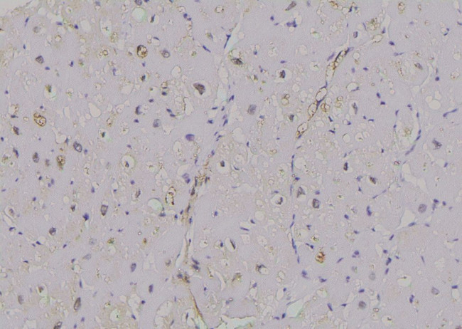 Phospho-HFE2 (Ser48) Antibody in Immunohistochemistry (Paraffin) (IHC (P))