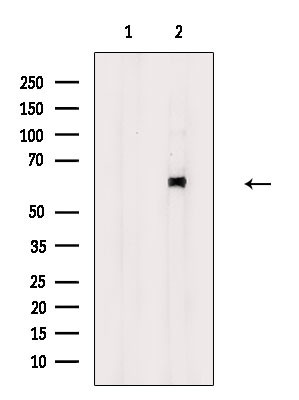 Phospho-Occludin (Tyr287) Antibody in Western Blot (WB)