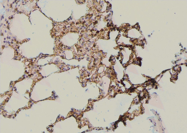 Phospho-Occludin (Tyr287) Antibody in Immunohistochemistry (Paraffin) (IHC (P))