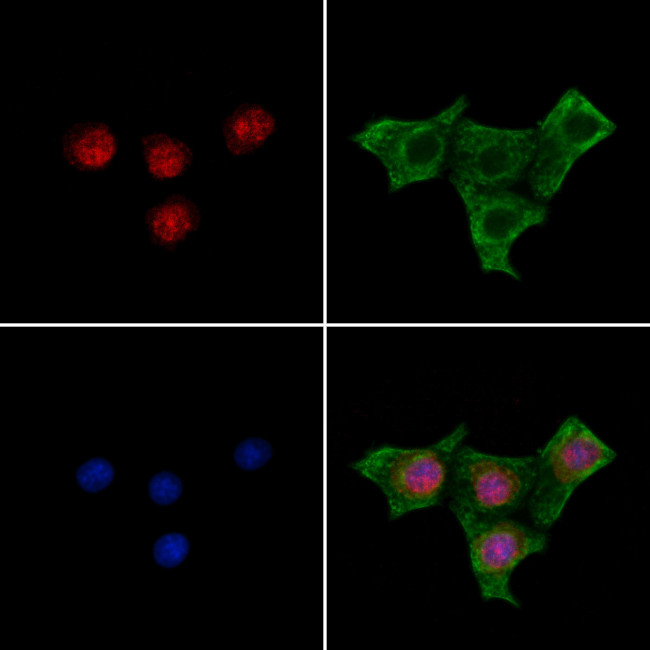 Phospho-MYOD (Thr115) Antibody in Immunocytochemistry (ICC/IF)