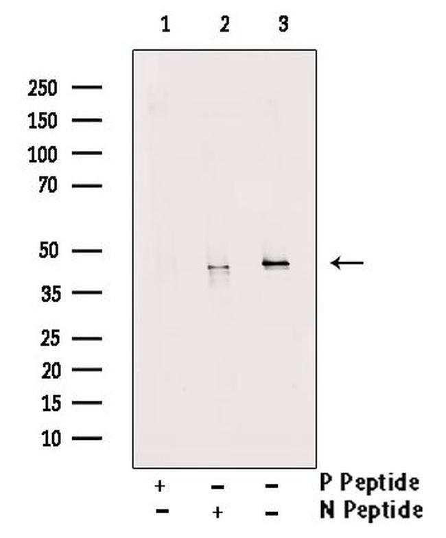 Phospho-SP7 (Thr319) Antibody in Western Blot (WB)