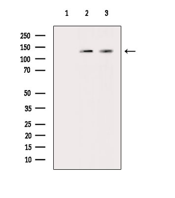 Phospho-MYPT1 (Ser509) Antibody in Western Blot (WB)