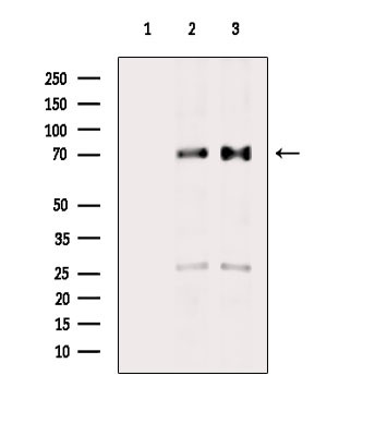 Phospho-TAK1 (Ser389) Antibody in Western Blot (WB)