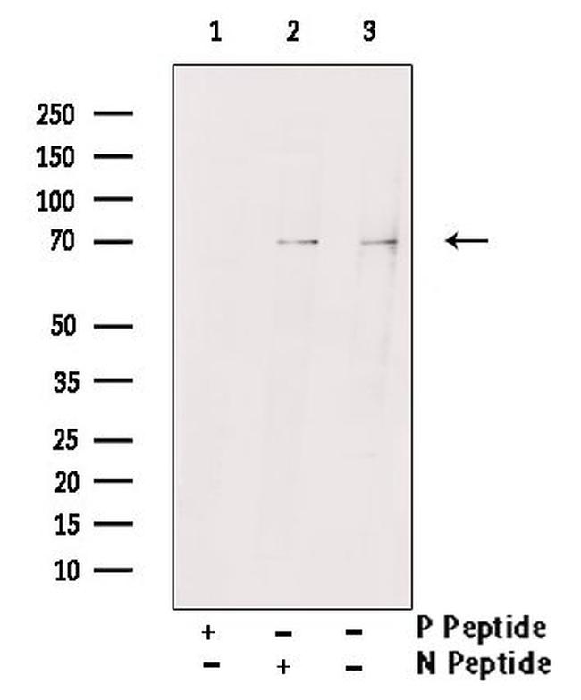 Phospho-TAK1 (Ser192) Antibody in Western Blot (WB)