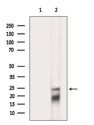 Phospho-Bim (Ser98) Antibody in Western Blot (WB)