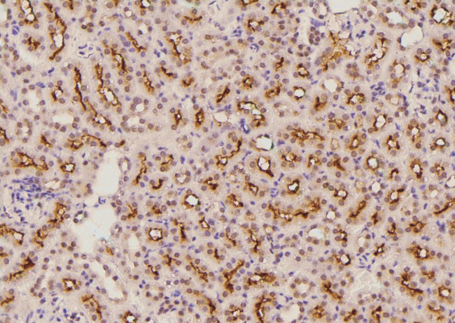 Phospho-FOXO3A (Ser284) Antibody in Immunohistochemistry (Paraffin) (IHC (P))