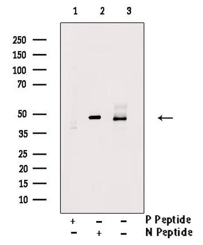 Phospho-Doublecortin (Ser332) Antibody in Western Blot (WB)