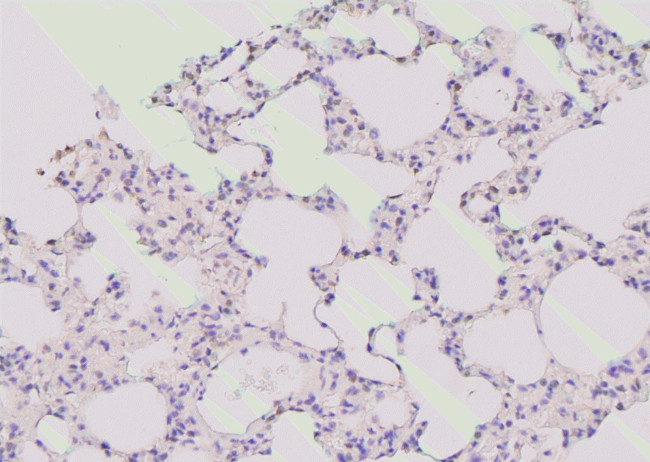 Phospho-KIF1B (Ser1057) Antibody in Immunohistochemistry (Paraffin) (IHC (P))