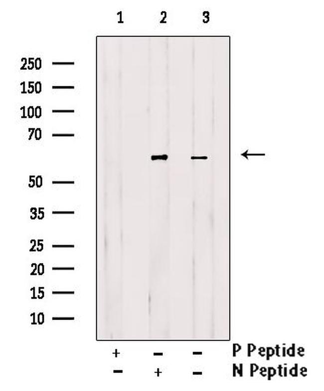 Phospho-ATG13 (Thr24) Antibody in Western Blot (WB)