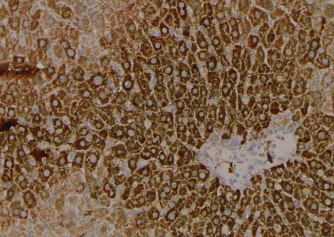 Phospho-VAMP4 (Ser88) Antibody in Immunohistochemistry (Paraffin) (IHC (P))