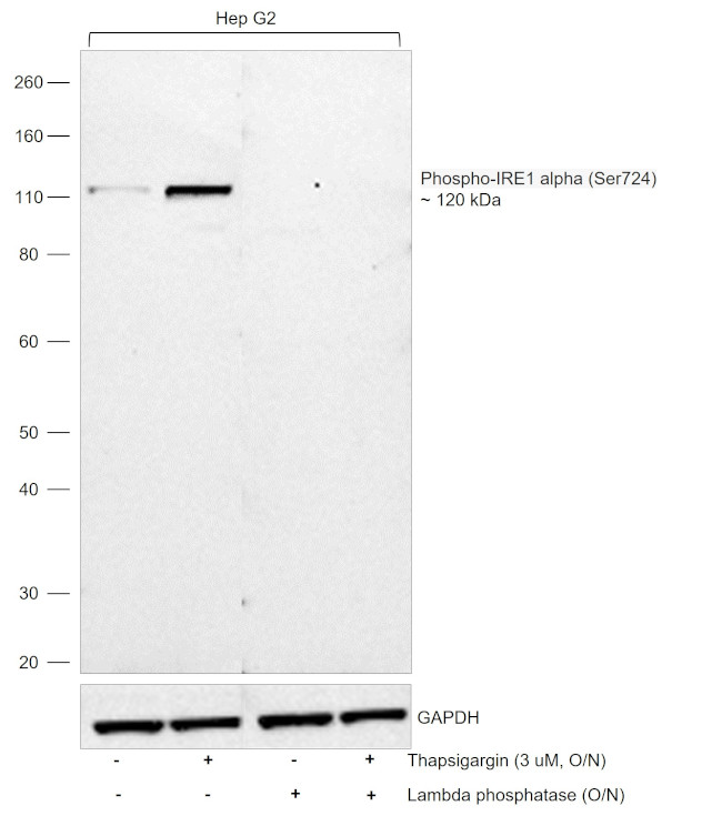 Phospho-IRE1 alpha (Ser724) Antibody in Western Blot (WB)