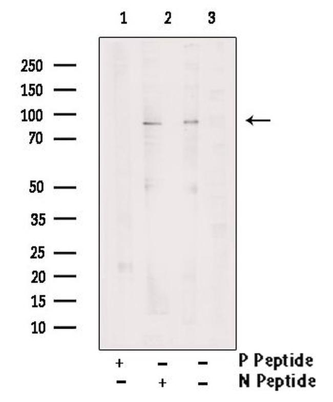 Phospho-MSK2 (Ser360) Antibody in Western Blot (WB)