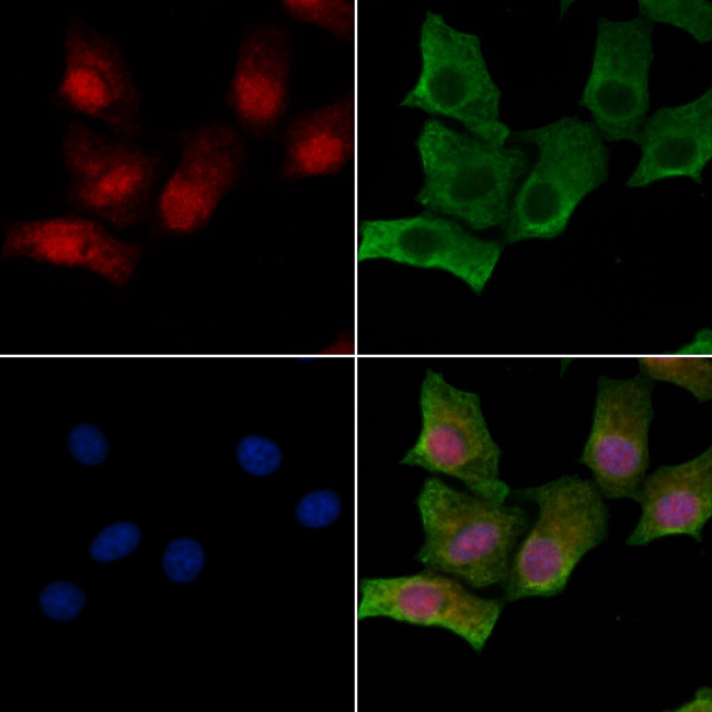 Phospho-RAD17 (Ser359) Antibody in Immunocytochemistry (ICC/IF)