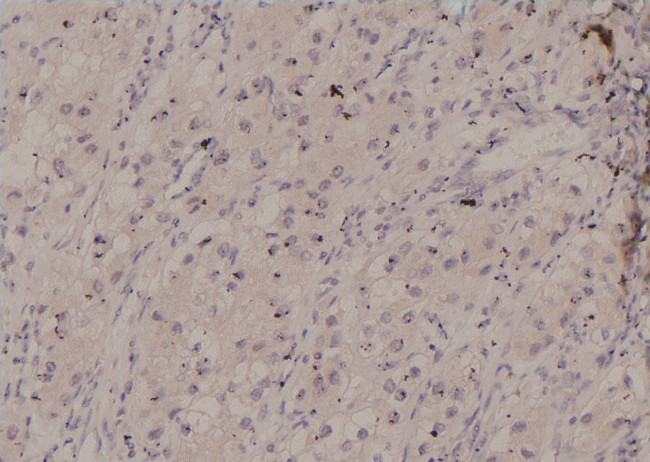 Phospho-RAD17 (Ser86) Antibody in Immunohistochemistry (Paraffin) (IHC (P))