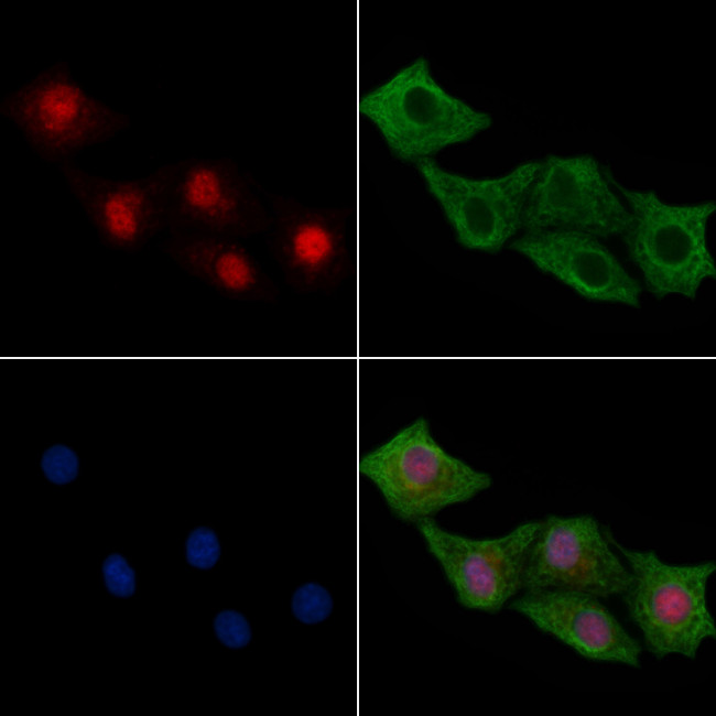 Phospho-NFAT5 (Ser145) Antibody in Immunocytochemistry (ICC/IF)