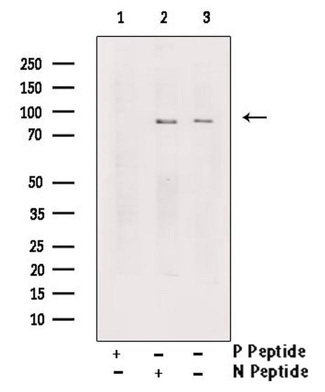 Phospho-TrkA (Tyr791) Antibody in Western Blot (WB)