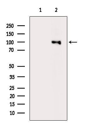 Phospho-HSP90 alpha (Tyr197) Antibody in Western Blot (WB)