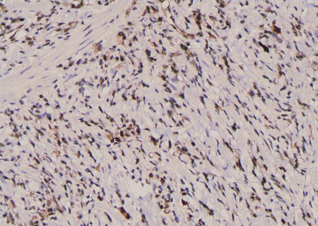 Phospho-TPT1 (Ser53) Antibody in Immunohistochemistry (Paraffin) (IHC (P))