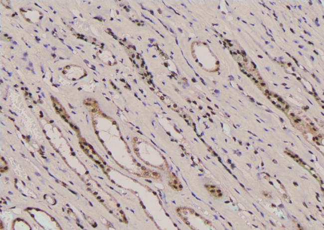 Phospho-TPT1 (Ser53) Antibody in Immunohistochemistry (Paraffin) (IHC (P))