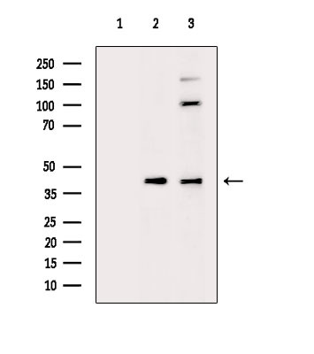 Phospho-CREB (Thr100) Antibody in Western Blot (WB)