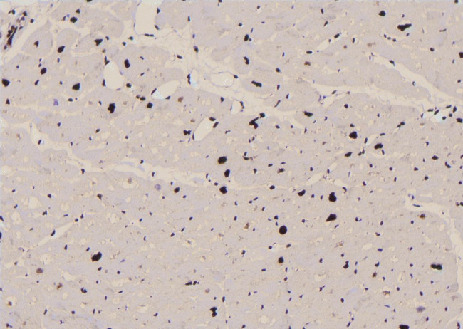 Phospho-CREB (Thr100) Antibody in Immunohistochemistry (Paraffin) (IHC (P))