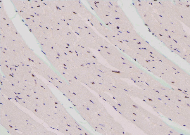 Phospho-CREB (Thr100) Antibody in Immunohistochemistry (Paraffin) (IHC (P))