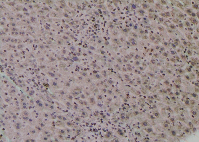 Phospho-UBF-1 (Thr117) Antibody in Immunohistochemistry (Paraffin) (IHC (P))