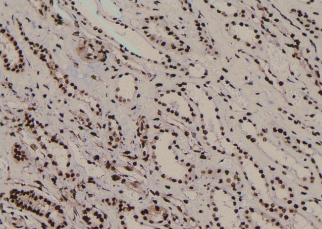 Phospho-JunD (Ser259) Antibody in Immunohistochemistry (Paraffin) (IHC (P))