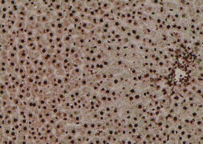 Phospho-JunD (Ser259) Antibody in Immunohistochemistry (Paraffin) (IHC (P))