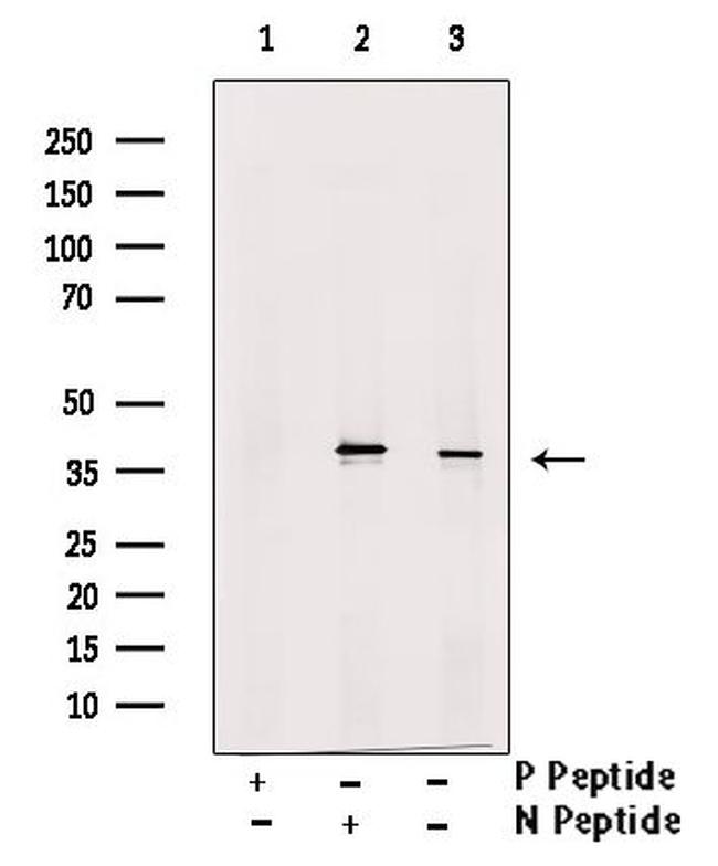 Phospho-JunD (Ser259) Antibody in Western Blot (WB)