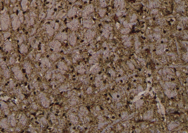 Phospho-Synapsin 1 (Ser427) Antibody in Immunohistochemistry (Paraffin) (IHC (P))