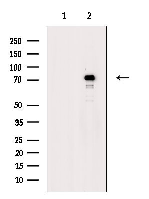 Phospho-Synapsin 1 (Ser427) Antibody in Western Blot (WB)