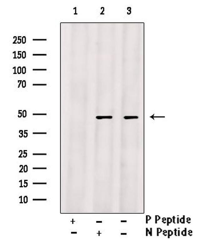 Phospho-Bcl-3 (Ser41) Antibody in Western Blot (WB)