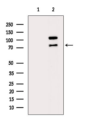 Phospho-EIF4B (Ser497) Antibody in Western Blot (WB)