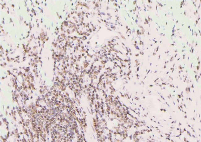 Phospho-EIF4B (Ser497) Antibody in Immunohistochemistry (Paraffin) (IHC (P))