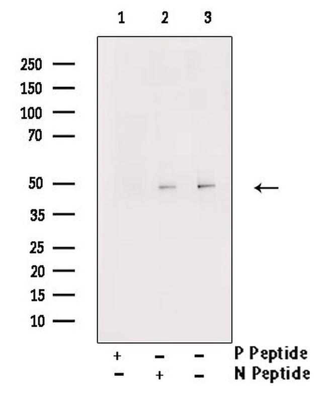 Phospho-GATA2 (Ser192) Antibody in Western Blot (WB)