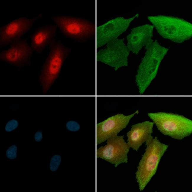 Phospho-GATA2 (Ser401) Antibody in Immunocytochemistry (ICC/IF)