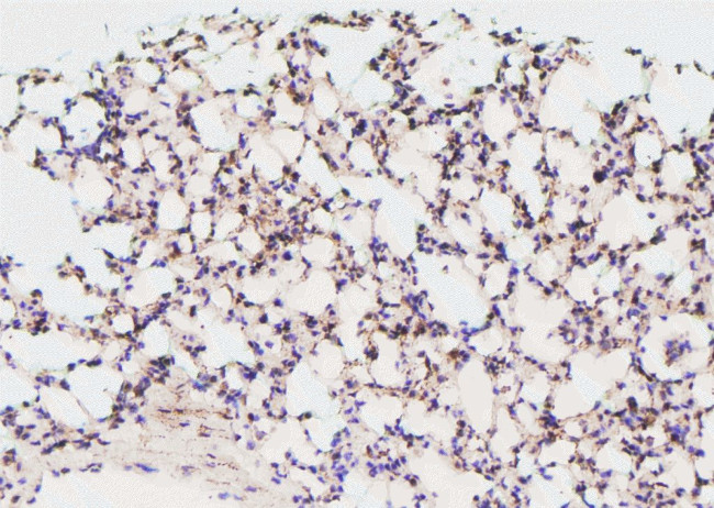 Phospho-GATA2 (Ser401) Antibody in Immunohistochemistry (Paraffin) (IHC (P))