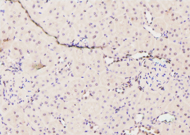 Phospho-GATA2 (Ser401) Antibody in Immunohistochemistry (Paraffin) (IHC (P))