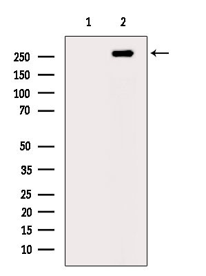 Phospho-RNA pol II CTD (Ser2, Ser5) Antibody in Western Blot (WB)