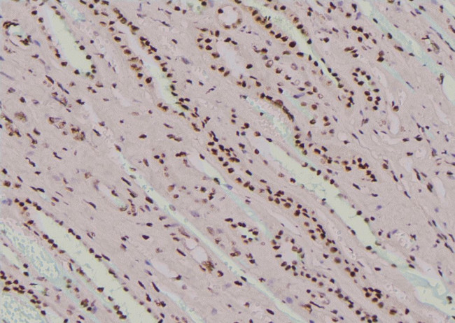 Phospho-SHP-1 (Ser534) Antibody in Immunohistochemistry (Paraffin) (IHC (P))