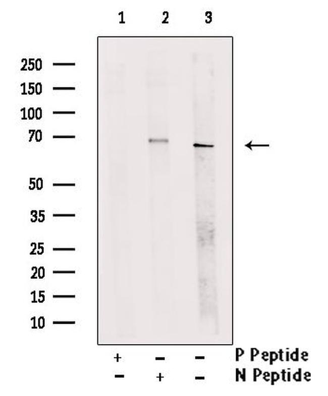 Phospho-SHP-1 (Ser534) Antibody in Western Blot (WB)