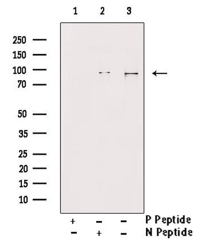 Phospho-MCM4 (Ser88) Antibody in Western Blot (WB)