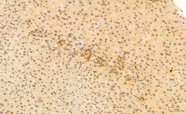 Phospho-SREBP1 (Ser338) Antibody in Immunohistochemistry (Paraffin) (IHC (P))