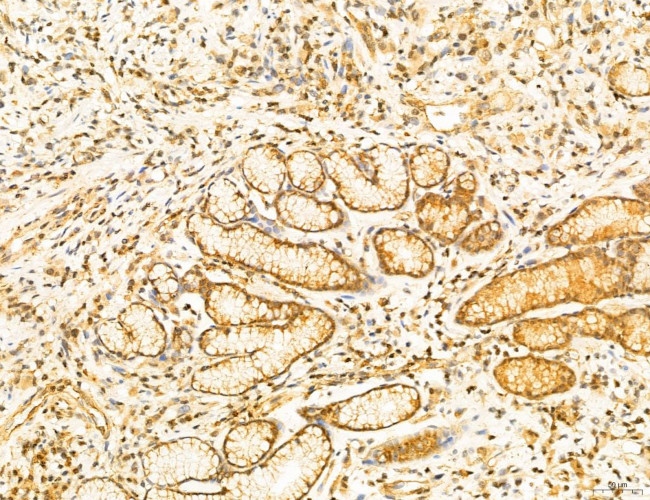 Phospho-SREBP1 (Ser338) Antibody in Immunohistochemistry (Paraffin) (IHC (P))