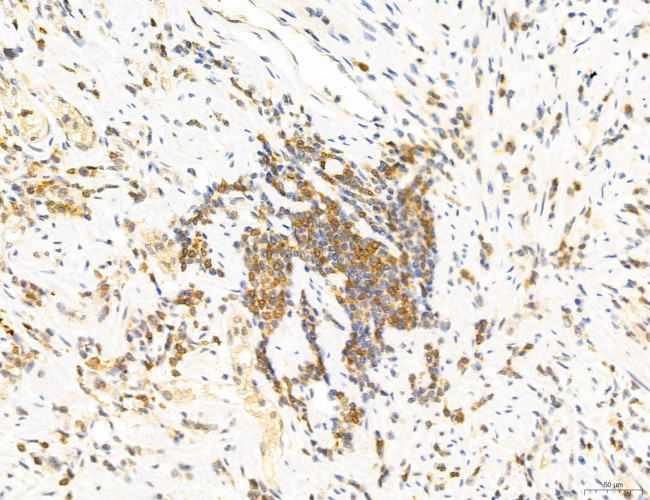 Phospho-GluR1 (Ser836) Antibody in Immunohistochemistry (Paraffin) (IHC (P))