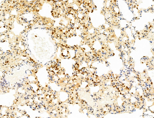 Phospho-WASP (Tyr291) Antibody in Immunohistochemistry (Paraffin) (IHC (P))